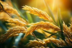 ai gerado orelha do arroz, arroz campo, fechar-se do amarelo arroz arroz campo com verde folha e luz solar dentro a manhã tempo. foto