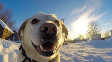 ai gerado olho de peixe retrato do cachorro em neve coberto campo, ai generativo foto