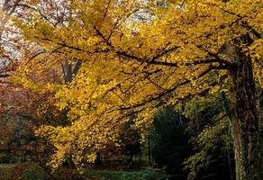 bela foto de um parque de outono