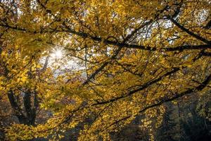 raio de sol em uma floresta de outono