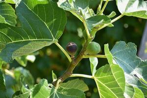 roxa e verde figos fruta suspensão em a ramo do uma FIG árvore, ficus carica foto