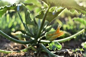 abobrinha e Está flor dentro cedo verão dentro a ecológico jardim, cucurbita pepo foto