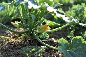 abobrinha e Está flor dentro cedo verão dentro a ecológico jardim, cucurbita pepo foto