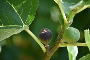 roxa e verde figos fruta suspensão em a ramo do uma FIG árvore, ficus carica foto