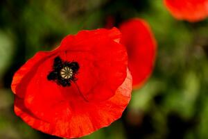 papoula cabeça às primavera dentro uma jardim, Papaver réias, ranunculales foto