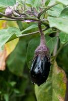 lindo pequeno Berinjela em Está plantar dentro a ecológico vegetal jardim, solanum Melongena foto