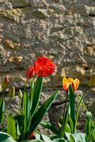 vermelho tulipas dentro a terra dentro uma jardim às primavera foto
