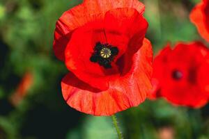 papoula cabeça às primavera dentro uma jardim, Papaver réias, ranunculales foto