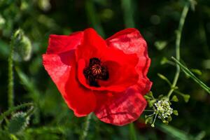 papoula cabeça às primavera dentro uma jardim, Papaver réias, ranunculales foto