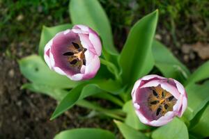 fechar acima em Rosa tulipas, tulipa foto