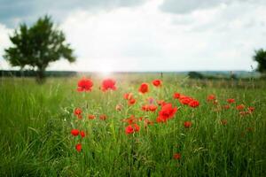 vermelho papoilas dentro uma verde campo com uma árvore e uma tormentoso verão céu foto