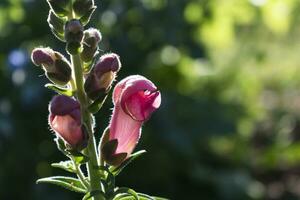 snapdragon flores dentro a jardim, antirrino majus. fechar acima em Rosa flores, borrado fundo foto