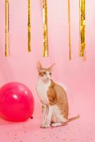 engraçado de raça pura gato cornish rex para uma aniversário com balões e uma presente em uma Rosa fundo foto