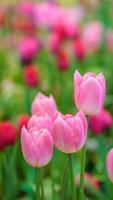 fechar-se do Rosa tulipa flor debaixo luz solar usando Como fundo natural plantas paisagem, ecologia papel de parede cobrir página conceito. foto