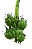 cru verde bananas. foto