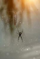 Preto aranha em a rede com ovário foto