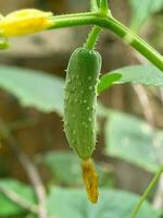 a suave efeito do não tóxico pepino foto