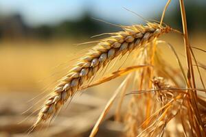 ai gerado dourado trigo campo em uma ensolarado verão dia lindo Fazenda fundo para produtos posicionamento foto