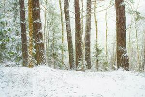 paisagem. floresta de inverno congelada com árvores cobertas de neve. foto