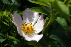 tender jasmim flor com 5 pétalas. foto