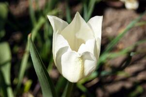 branco amarelo tulipas contra verde folhagem. foto