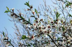 branco flores e brotos do a cereja árvore dentro Primavera florescer. foto