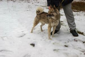 siberian rouco olhando para encontrado a abandonado arma de fogo dentro a floresta. foto