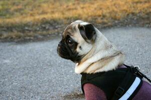 cachorro pugs. caloroso roupas para cães. foto