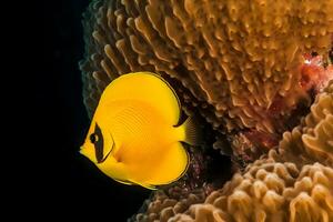 ai gerado mar vida exótico tropical coral recife cobre borboleta peixe. neural rede ai gerado foto