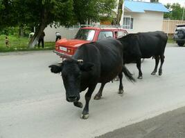 vacas dentro a cidade foto