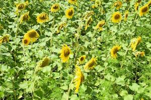 campo do florescendo girassóis. floração girassóis dentro a campo. girassol campo em uma ensolarado dia. foto