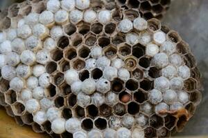 vespa ninho debaixo a cobertura do a celeiro. polir vespas ninho foto