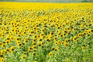 campo do florescendo girassóis. floração girassóis dentro a campo. girassol campo em uma ensolarado dia. foto