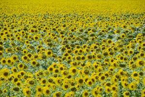 campo do florescendo girassóis. floração girassóis dentro a campo. girassol campo em uma ensolarado dia. foto