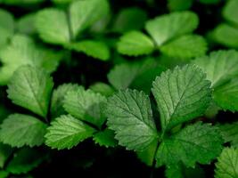 a planta de morango simulada para cobertura do solo no jardim foto