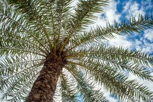 sob o sol da palmeira e o céu azul foto