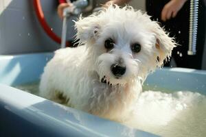 ai gerado animal spa tratamento bichon frise misturar ser lavado dentro aliciamento salão foto