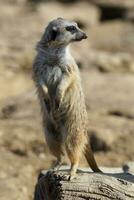 suricata em pé em uma guarda. curioso meerkat foto