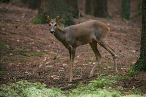 ovas veado dentro floresta, Capreolus capreolus. selvagem ovas veado dentro natureza. foto