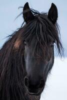 retrato beleza cavalo frisão no inverno foto