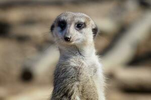 suricata em pé em uma guarda. curioso meerkat foto