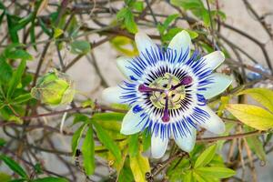 florescendo azul paixão flor. lindo passiflora Caerulea Além disso conhecido Como paixão flor foto