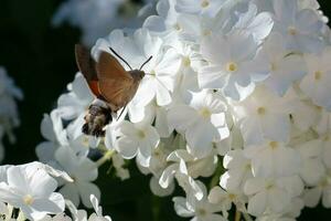 macroglosso estrelado, beija Flor mariposa-falcão pairando sobre uma flor foto