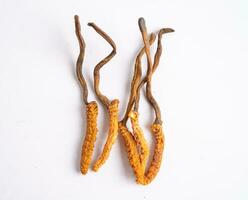 cordyceps ou ophiocordyceps sinensis cogumelo erva é fungo para usava Como remédio em branco fundo com recorte caminho. foto