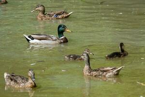 masculino e fêmea patos em lagoa foto