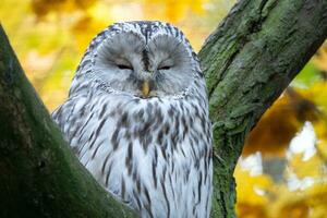 ural coruja, Strix uralensis, sentado em árvore ramo dentro outono floresta foto