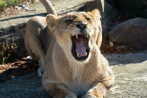 asiático leoa. uma criticamente ameaçadas de extinção espécies. foto