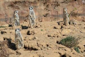 suricata em pé em uma guarda. curioso meerkat foto