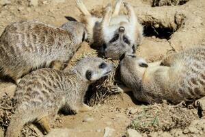 suricate ou meerkat família foto