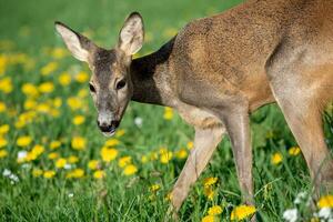 corça na grama, capreolus capreolus. corça selvagem na natureza da primavera. foto